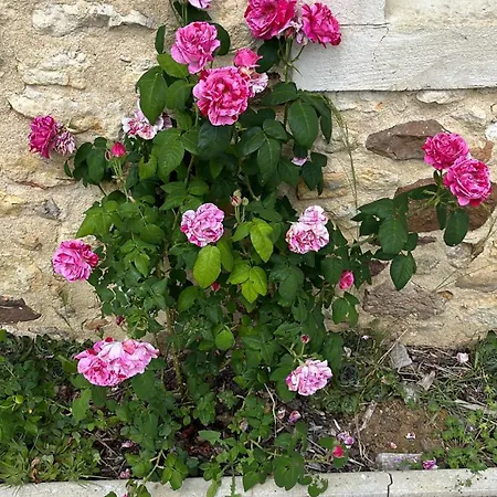 Le Presbytere Guest house Rouperroux-le-Coquet